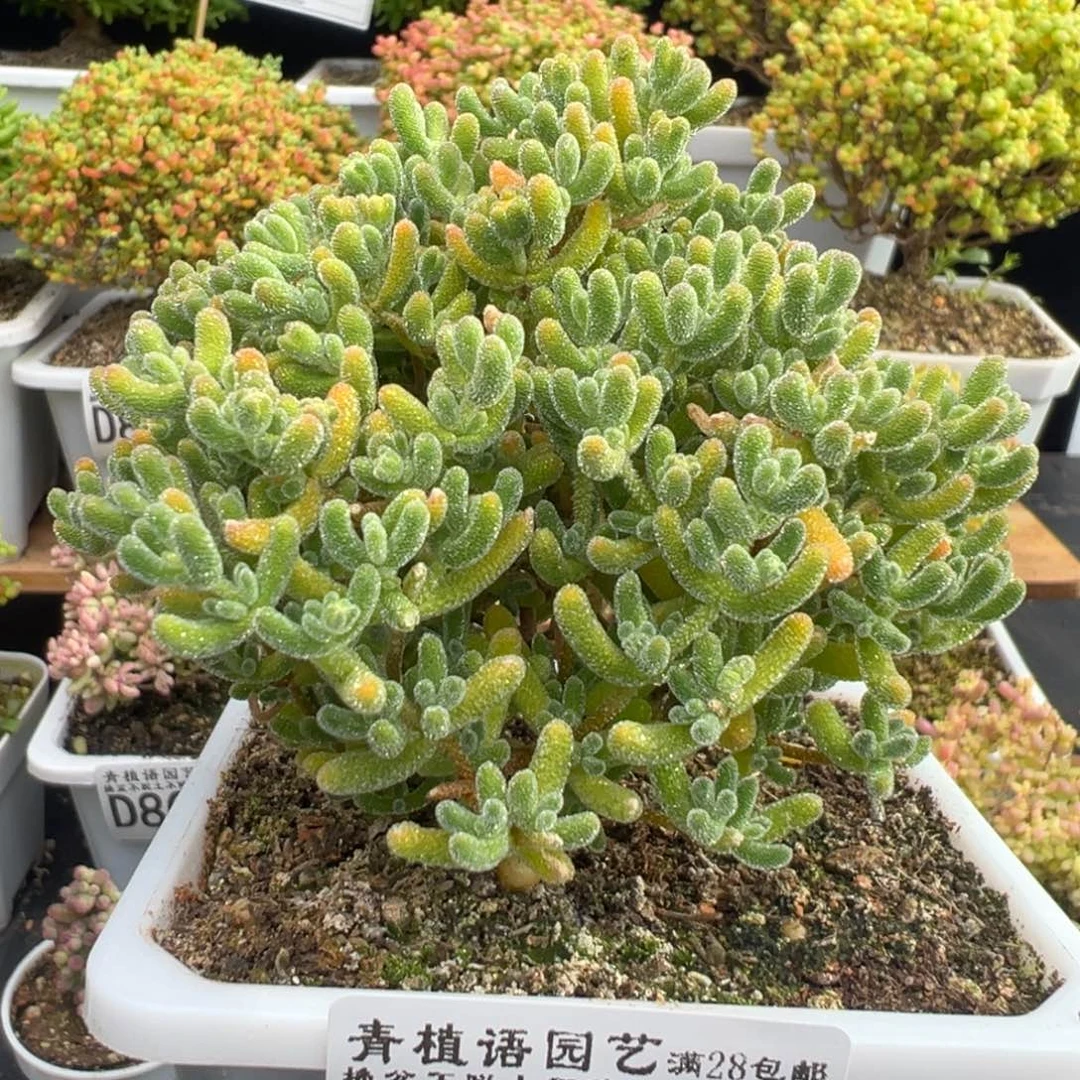 D8014冰橙一物一拍