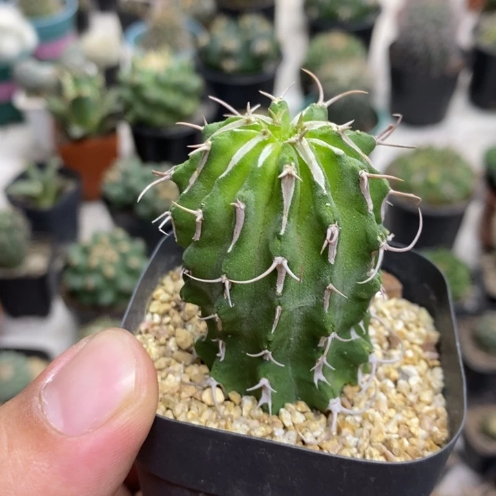 牛角麒麟特价福利