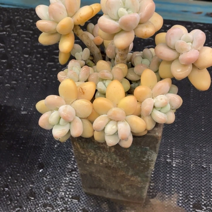 冰*弥鹿之森一物一图