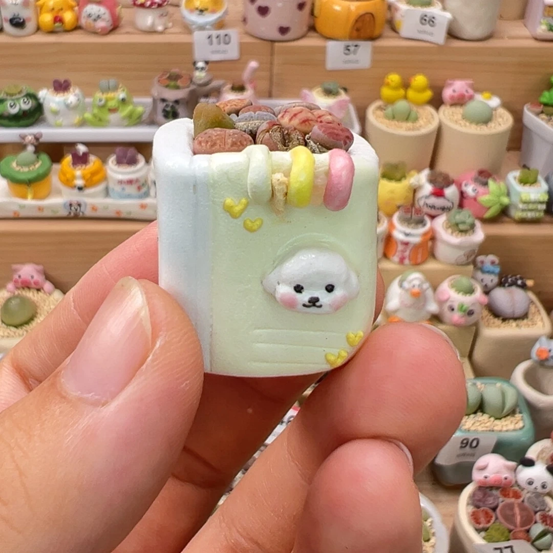 C***e多肉植物115号拇指盆