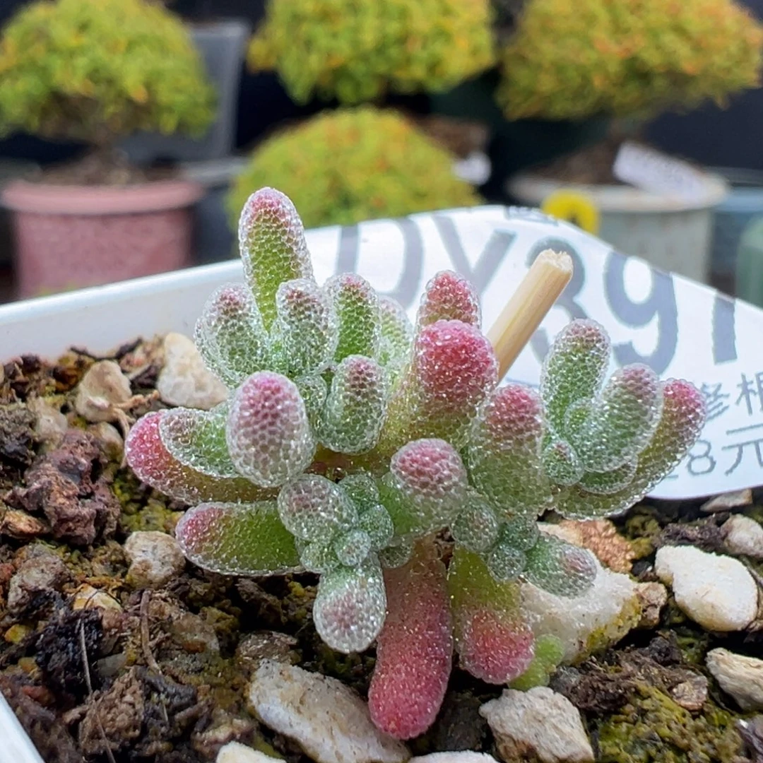 dy3975实生粉冰晶冠幅2.5cm