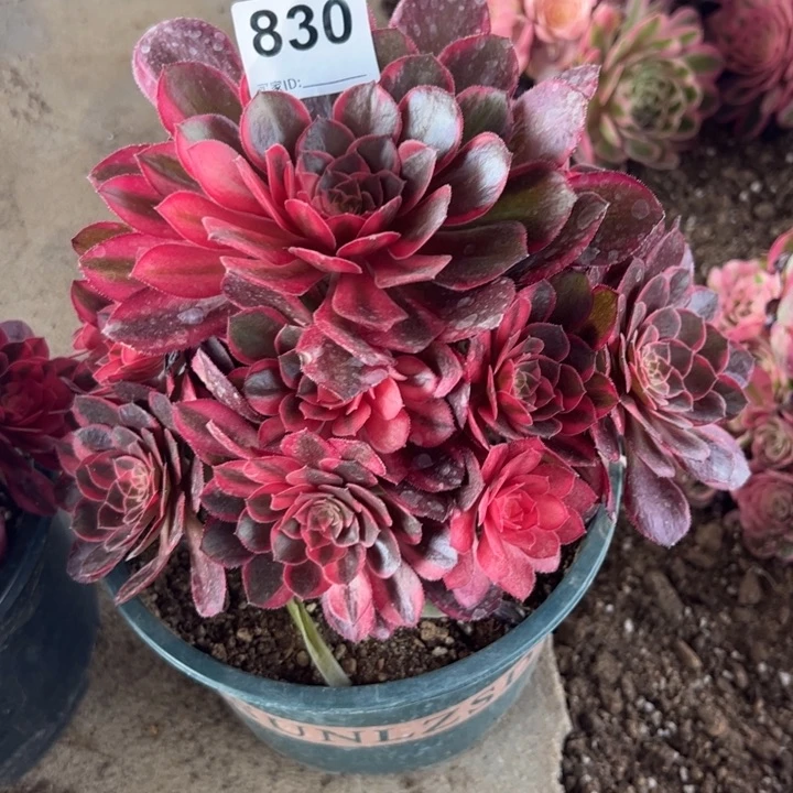 雪*姬830黑魔锦20厘米左右嫩庄