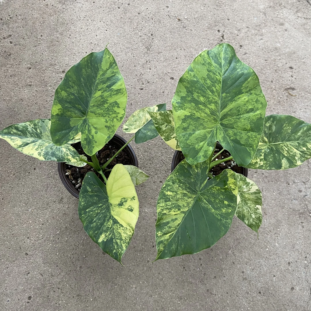精品黄锦象耳芋锦 天南星科锦叶客厅阳台室内植物盆栽网红ins好养