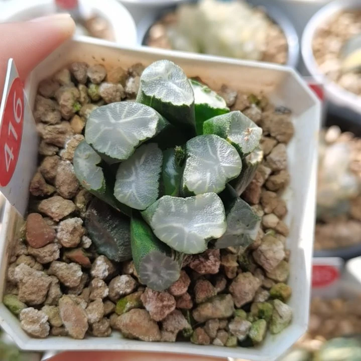 416号白瓷万象锦一物一拍带盆土发货