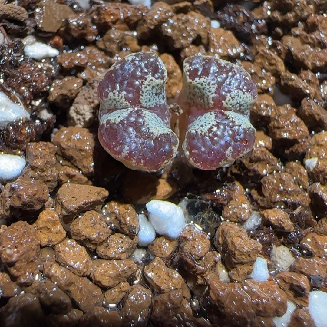 肉锥多肉植物组合-蝴蝶1340