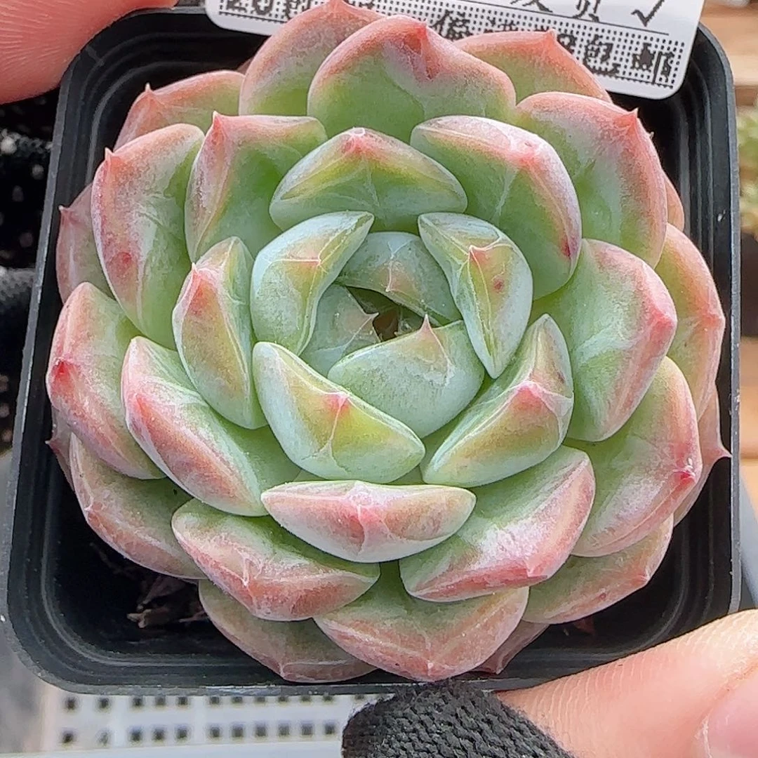 多肉0919--202暗纹系