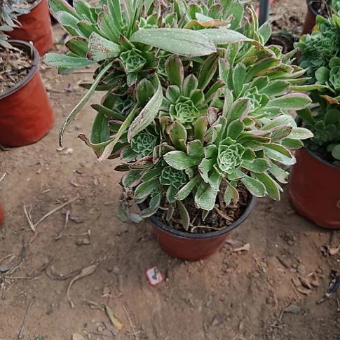 艳日伞加急发货2