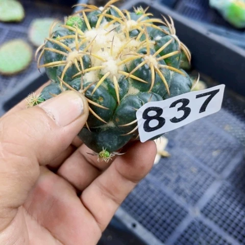 837狂刺象牙一物一图如图