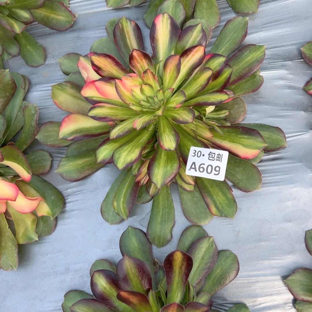 原****?609 邵修七彩多肉法师断枝