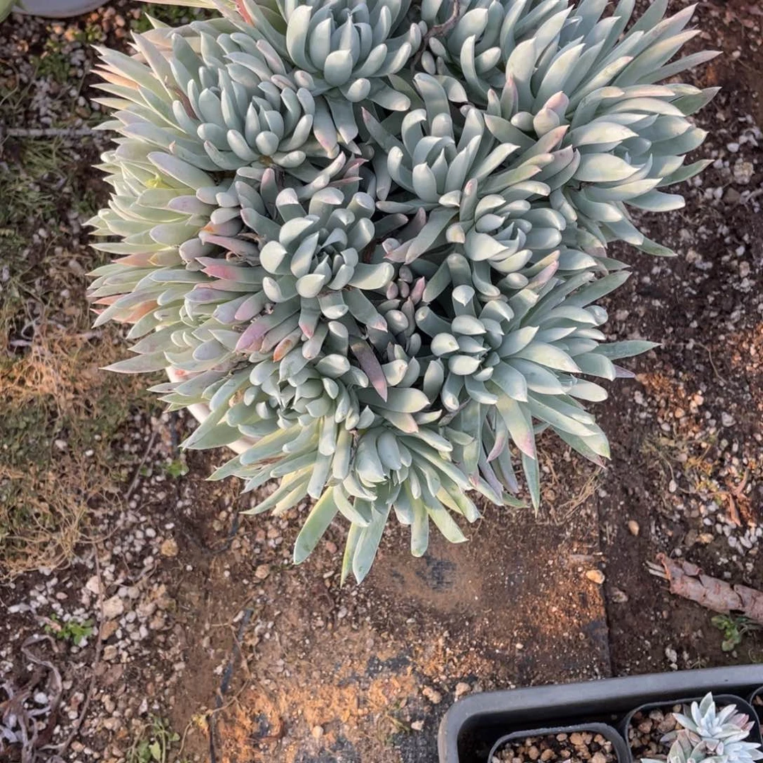 m****a奴婢吉娜仙女杯一物一拍