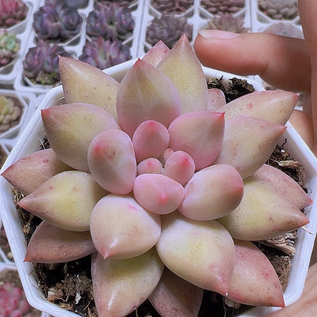 水晶球19包邮多肉植物