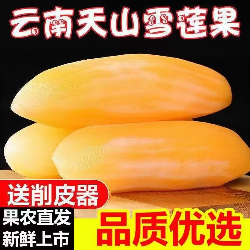 云南天山雪莲果清甜脆爽多汁黄心新鲜应季现挖产地包邮坏果包赔