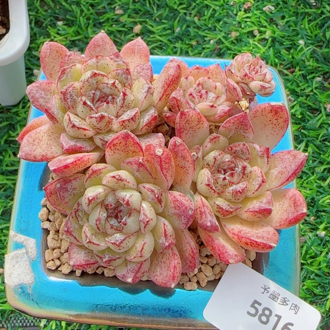 赤水晶，5816多肉植物