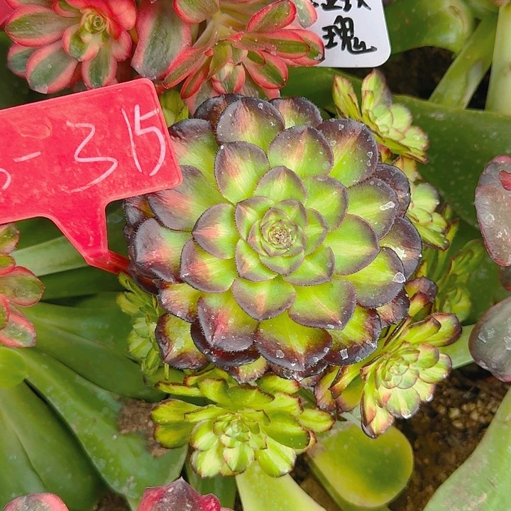 3-315海王七彩多肉法师