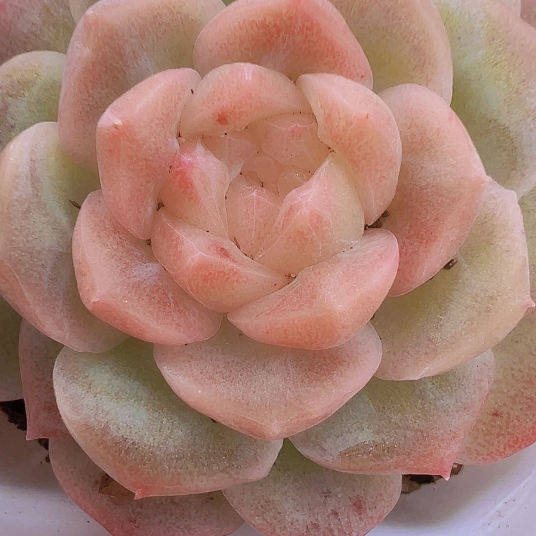 冰心泡影19包邮多肉