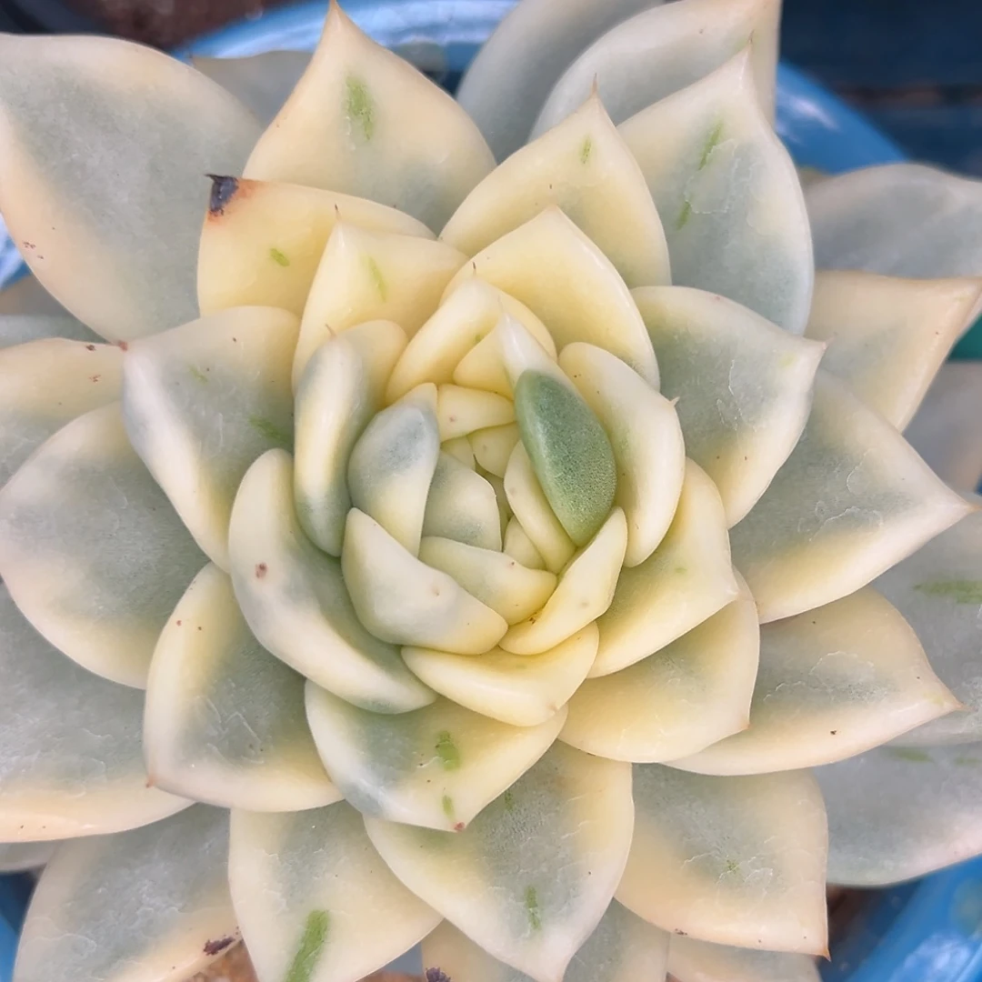 从前慢多肉精选编号0713.201