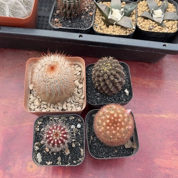 *️四颗球仙人球12344