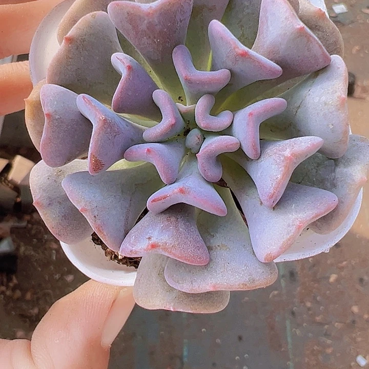 雪精灵多肉19包邮