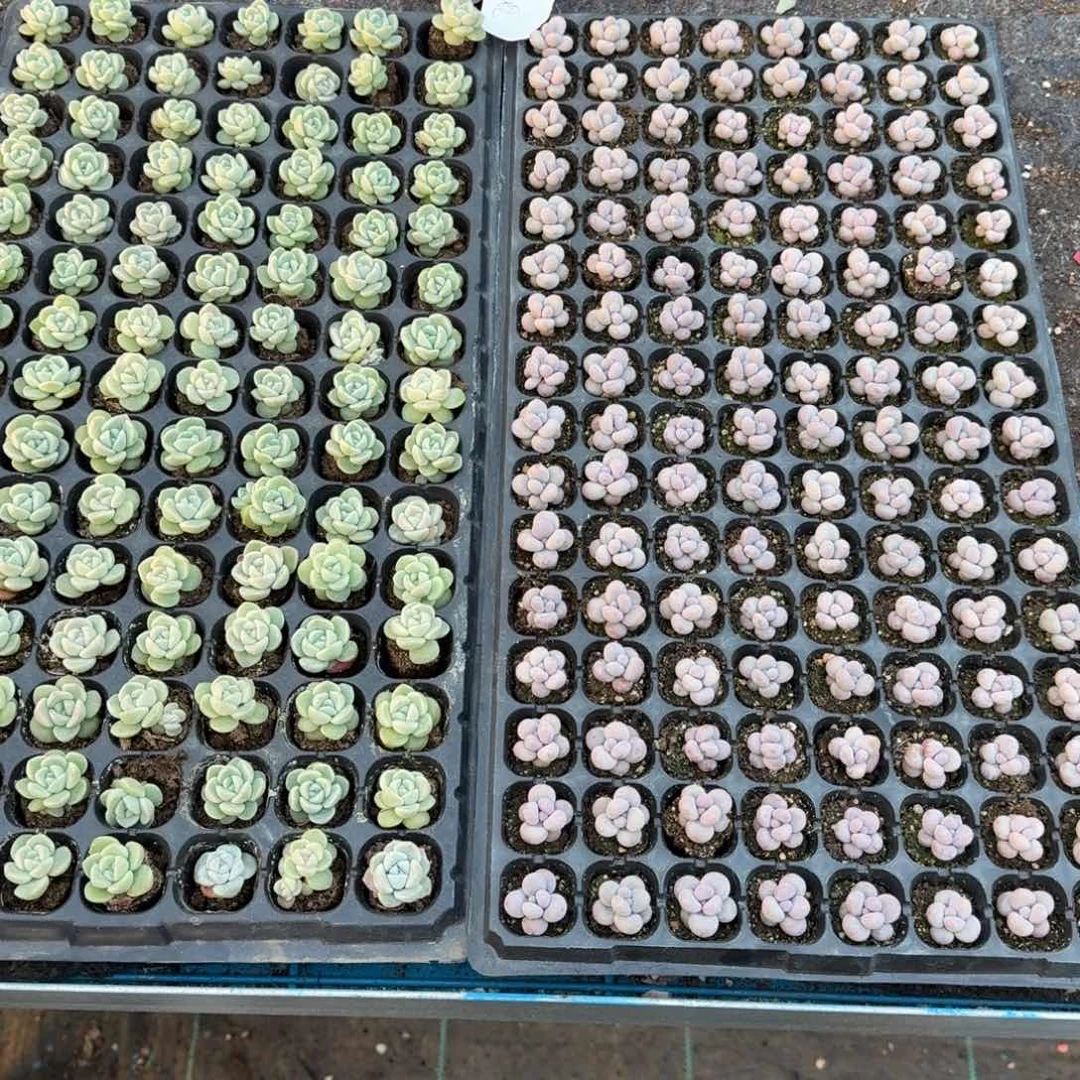 迎风一物一拍专拍