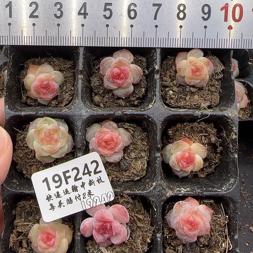 242九棵糖心珍妮【尺寸很小介意勿拍】