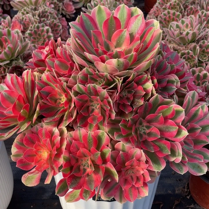 102大粉女巫精品法师多肉