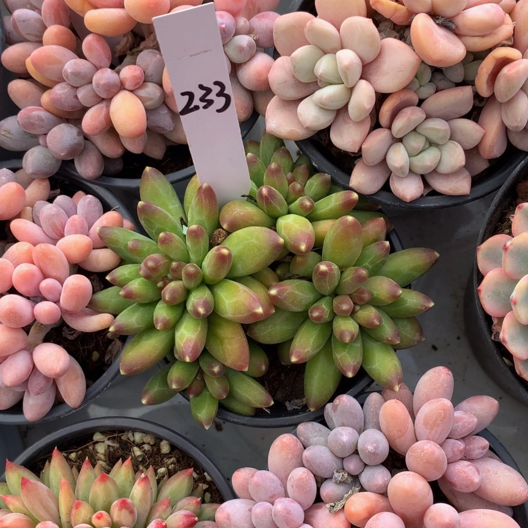 黎***后千代田727273737373737