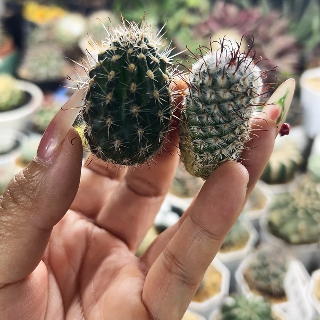 狼爪仙人球66666666