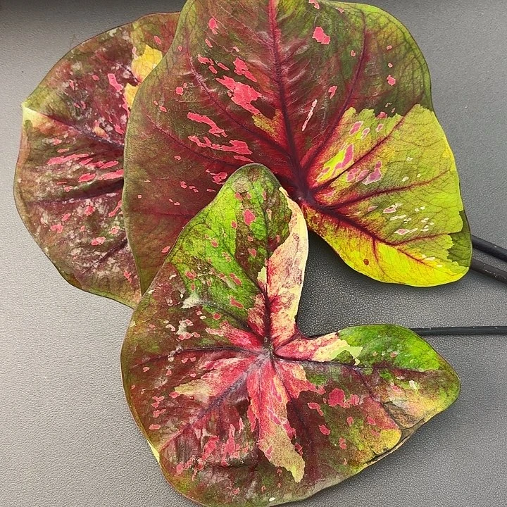 12-1031晚安大颗广东现货