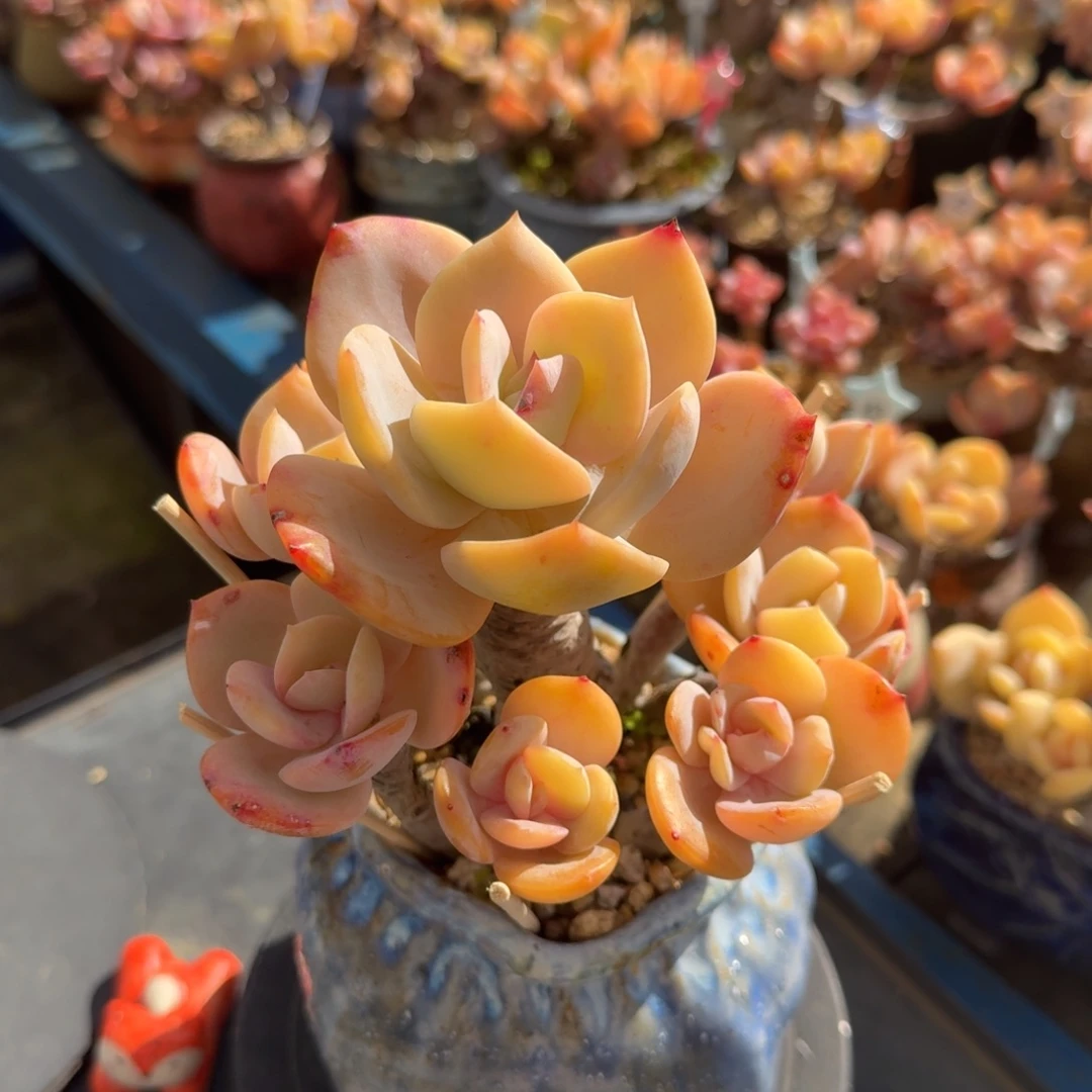 白凤一图一物拍不退不换满68包邮顺丰