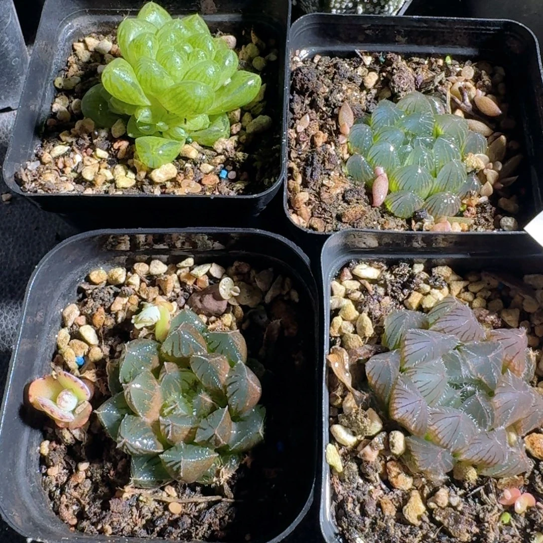 704四颗玉露脱土发货