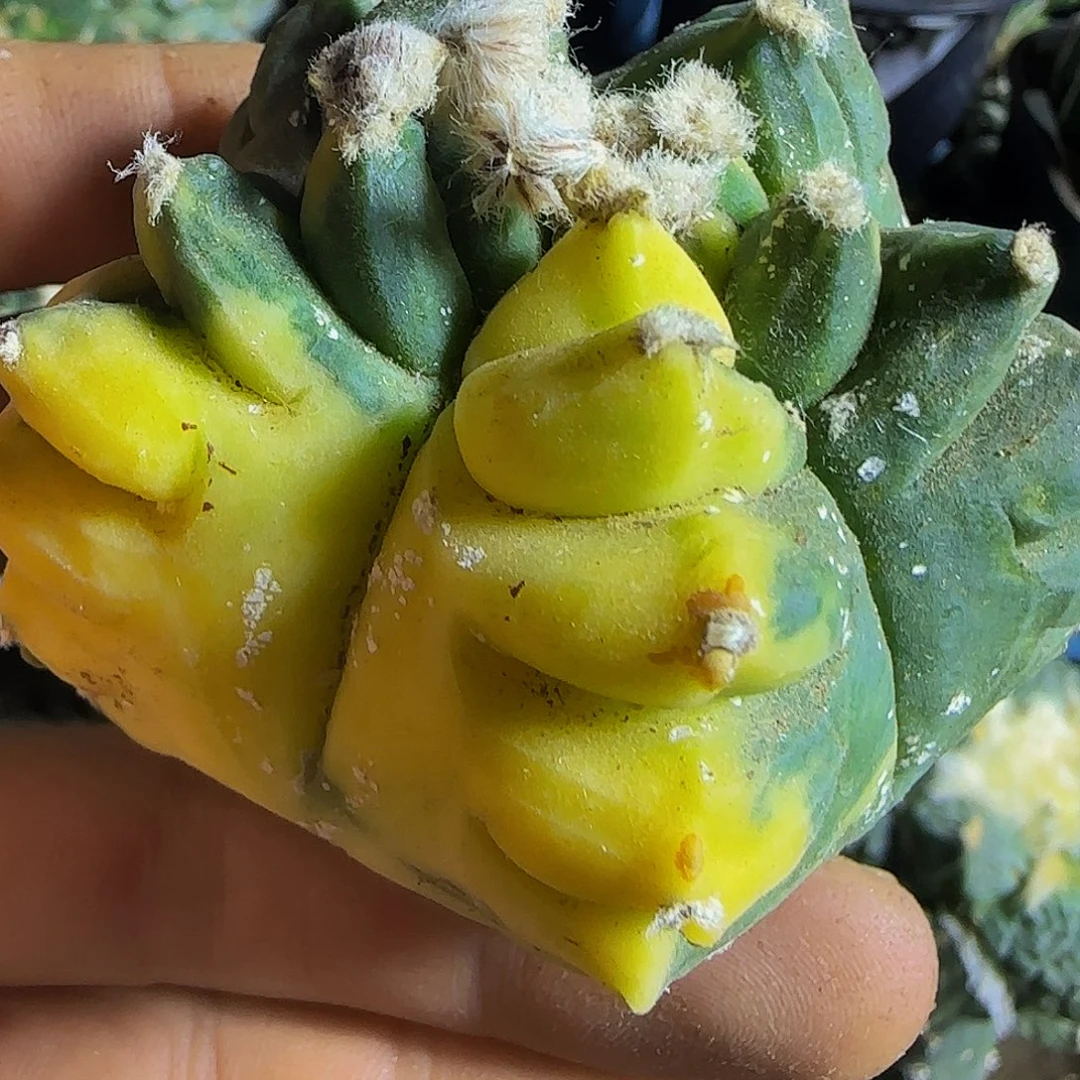 龟甲鸾锦295仙人球