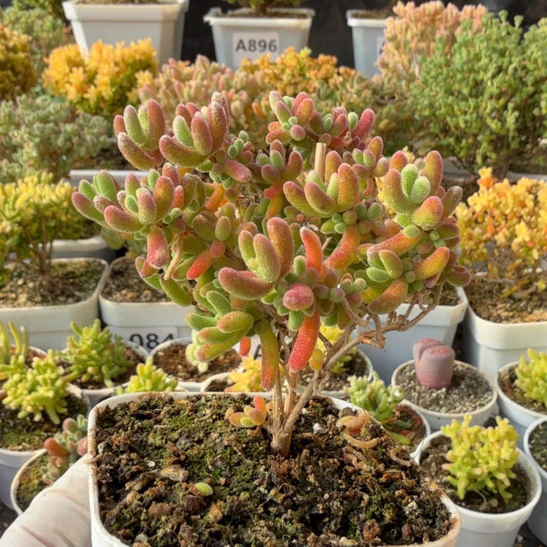 A158红叶枝干一物一拍