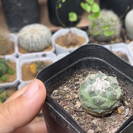 无花朵娇丽实生南格瑞特