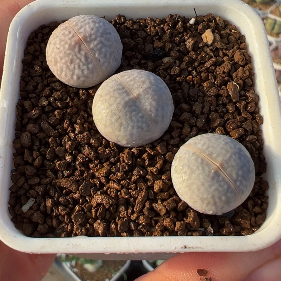 015多肉植物种类多样