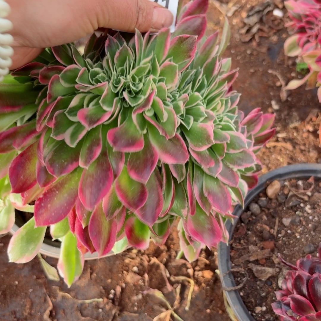 我4121 号多肉法师新年特价