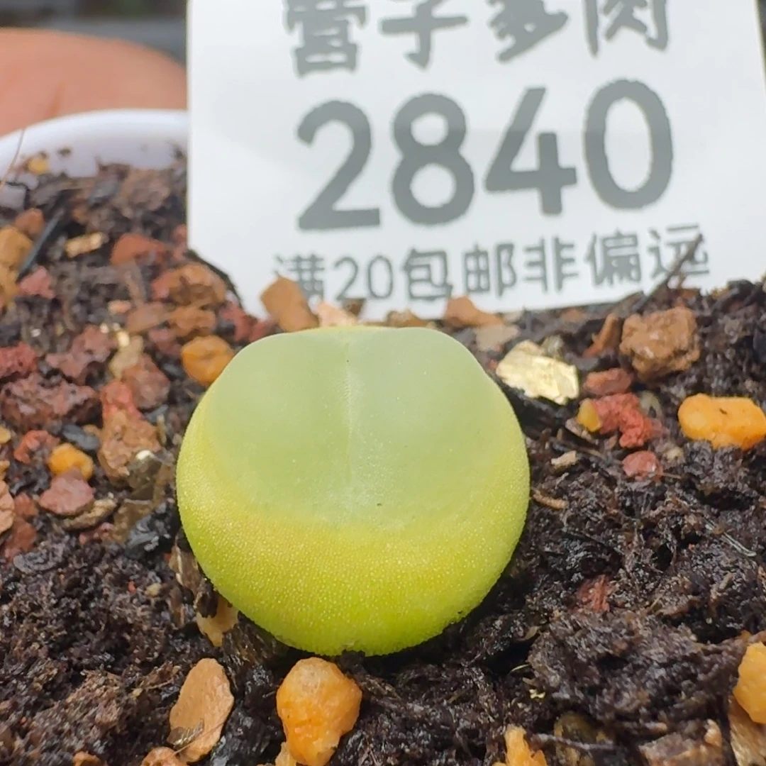 拉登1.3脱土1200。