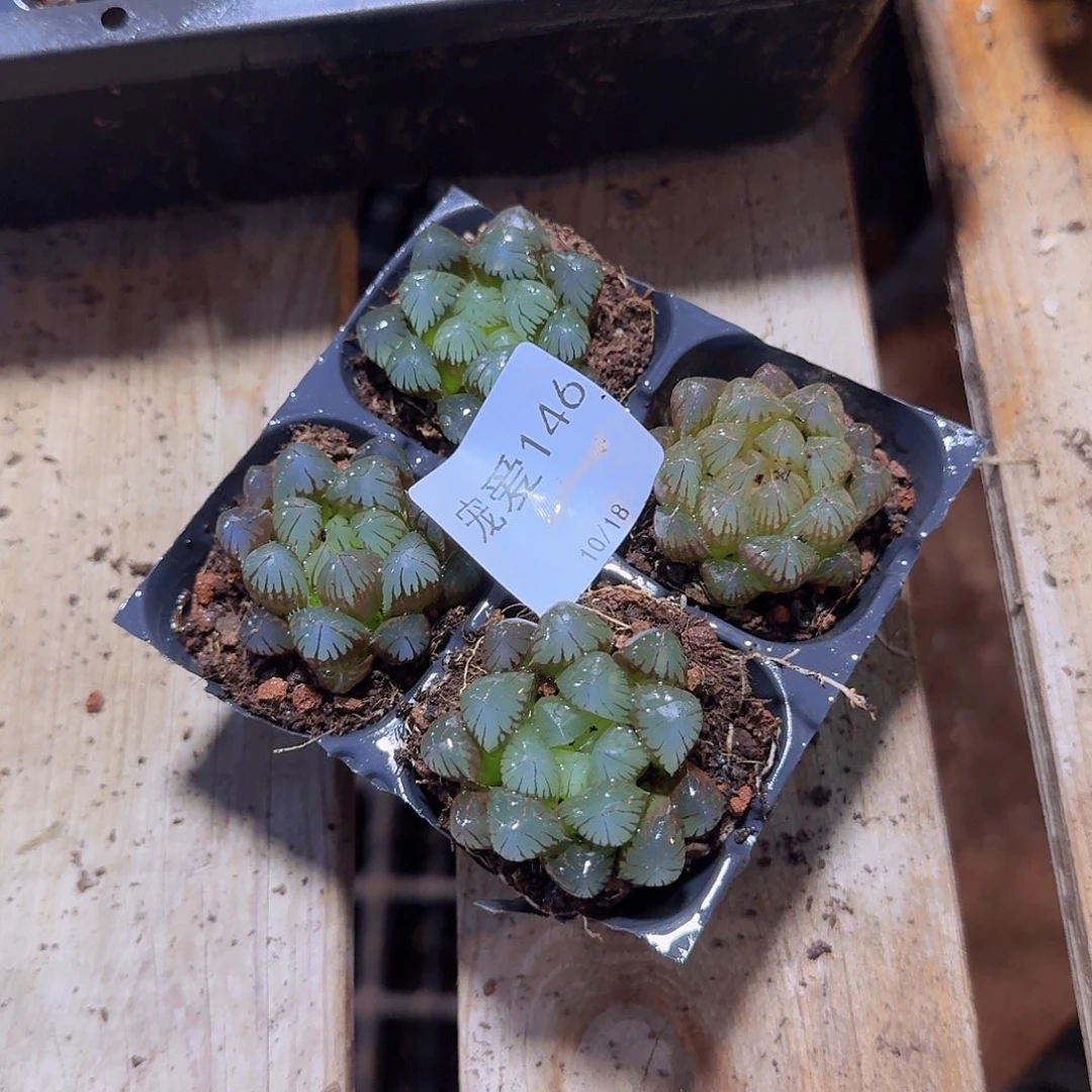 直播福利一物一拍146