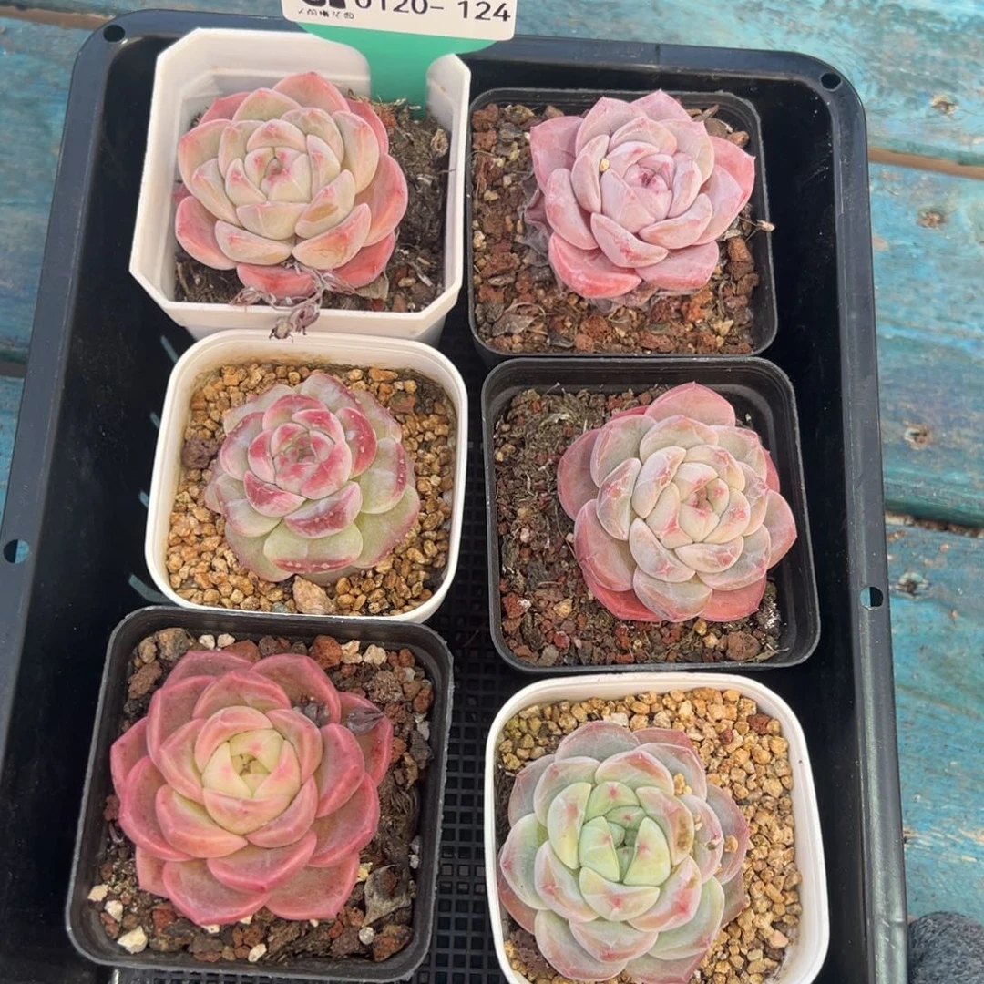 从前慢多肉精选编号0120.124