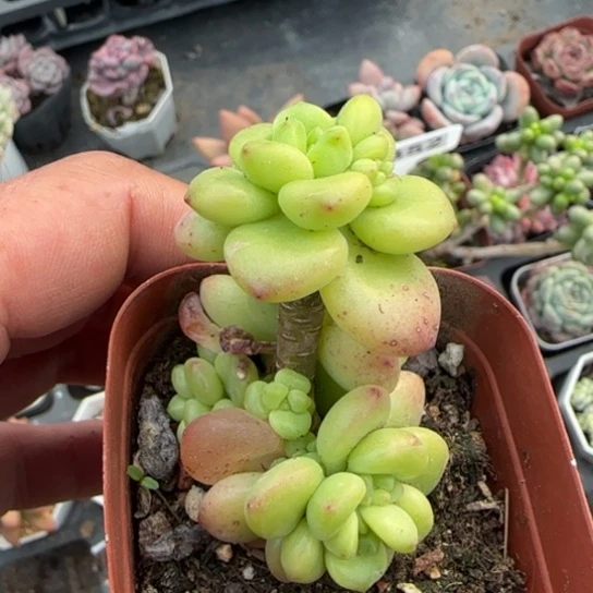 263香格里拉多肉植物多