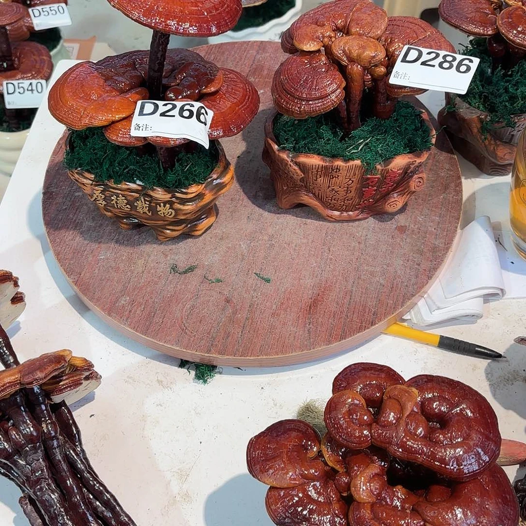 最***红无花朵灵芝55558兔兔兔