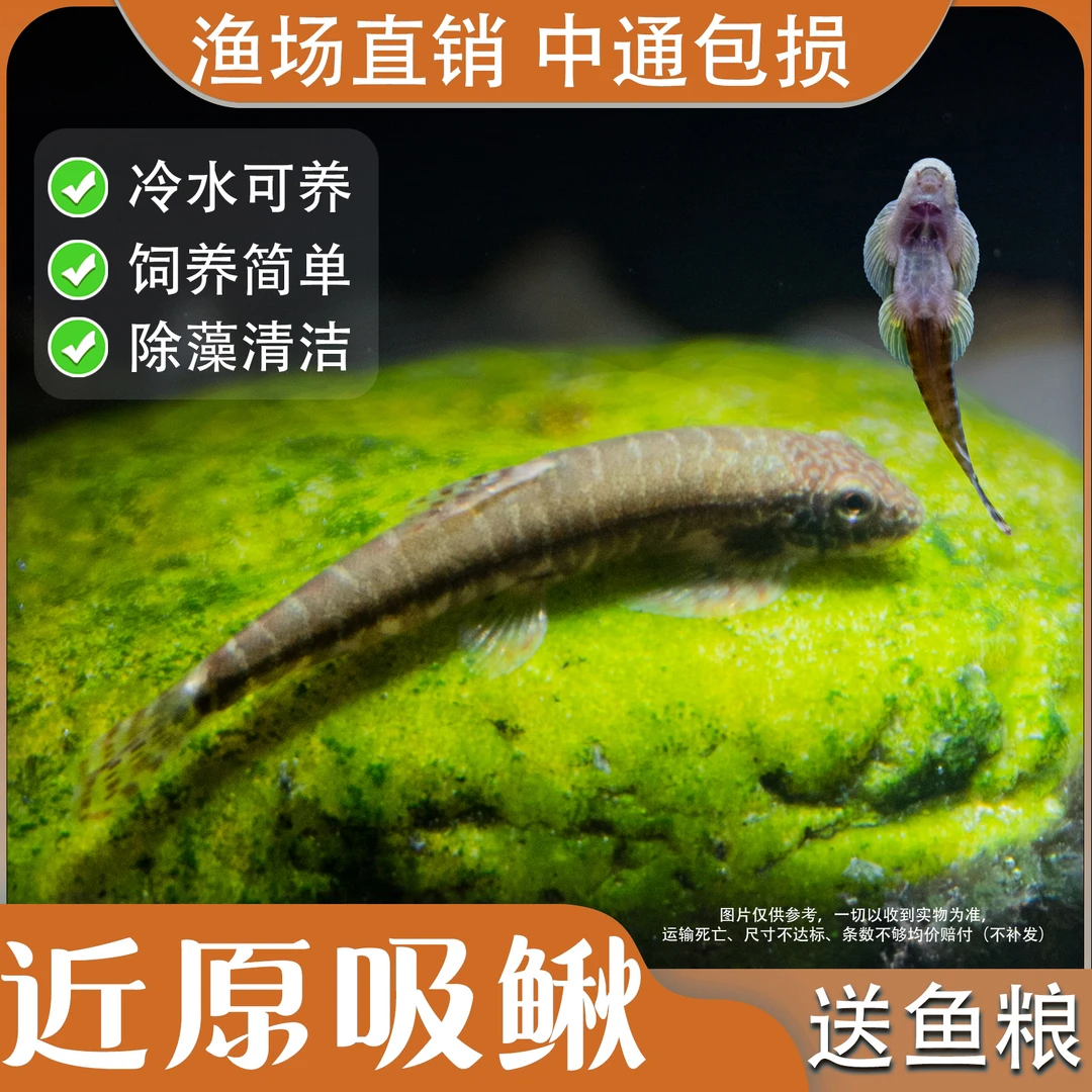 冷水清道夫原生鱼吸鳅爬岩鳅琵琶鱼鱼缸清洁鱼鼠鱼鱼缸除藻工具鱼