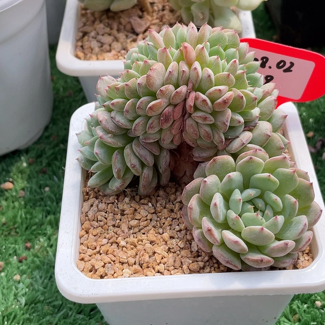 萌肉小筑0802-19白胖子缀无砍