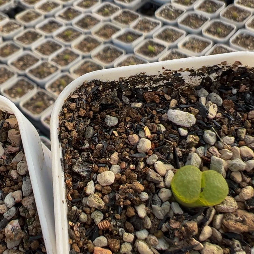 格***兔19多肉植物百科知识