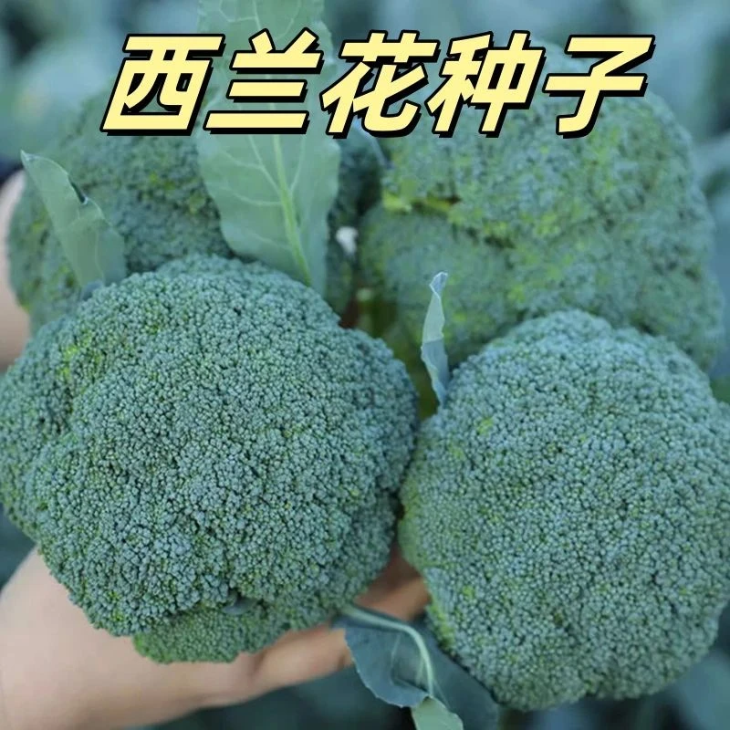 【全店5包包邮】西兰花种子春秋季花椰菜蔬菜种孑耐寒蔬菜种子