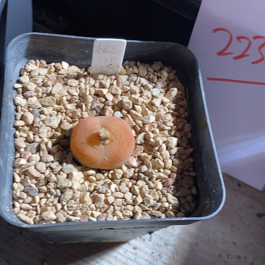 绝***师22393。  一颗。