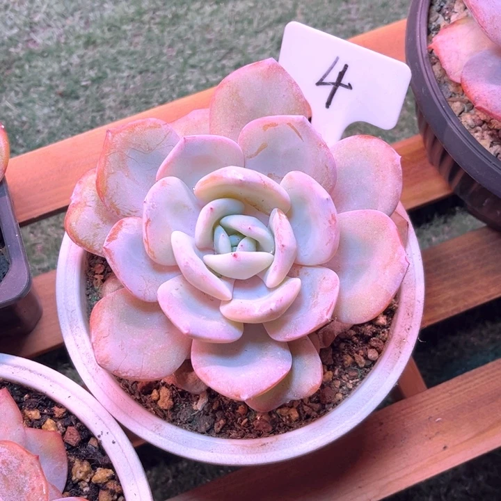 奶茶4号码牌子的话题了