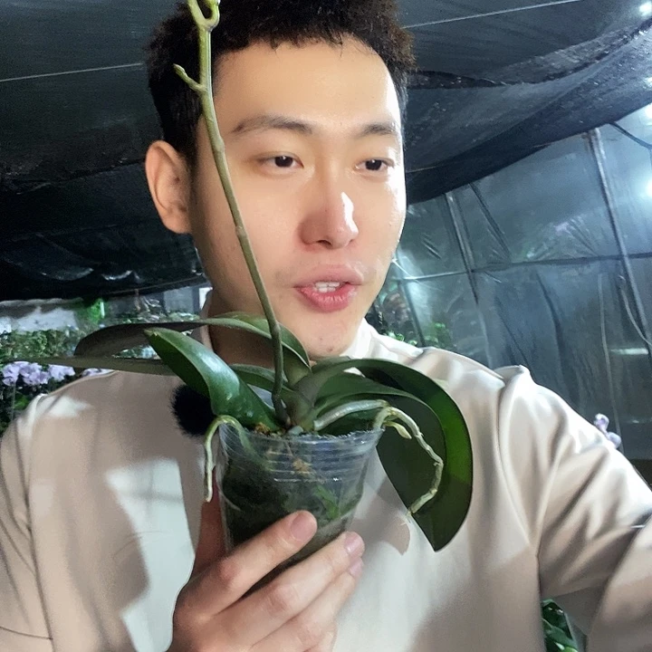 无花朵天空之城蝴蝶兰