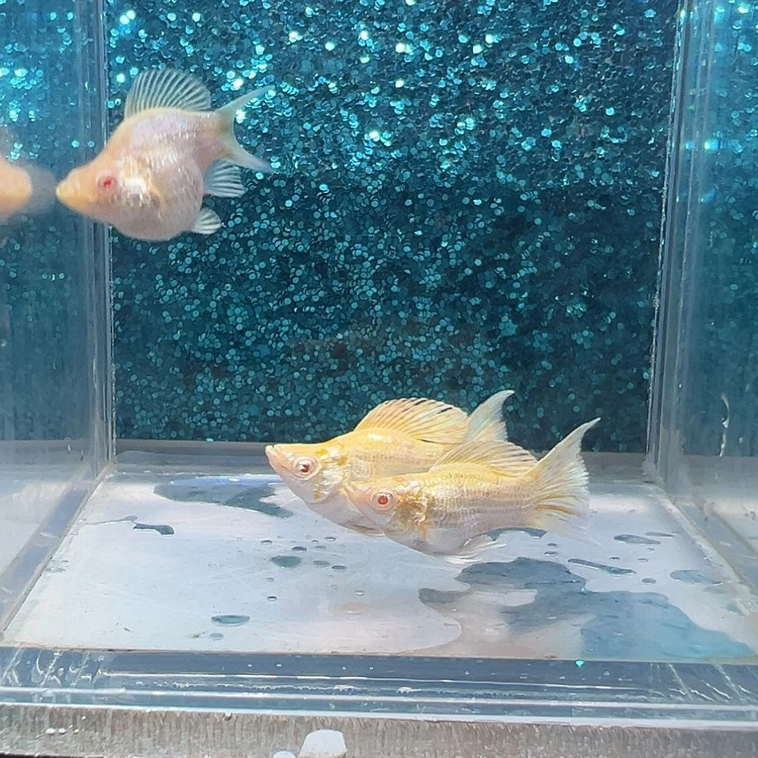 黑玛丽鱼金虎玛丽两公一母0016