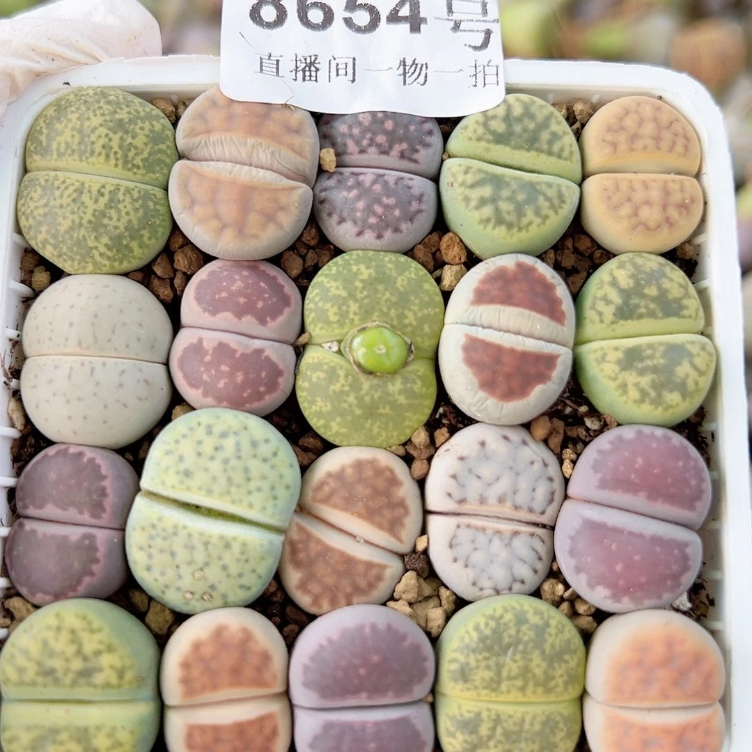 8654 好养易活生石花大母本7cm盆