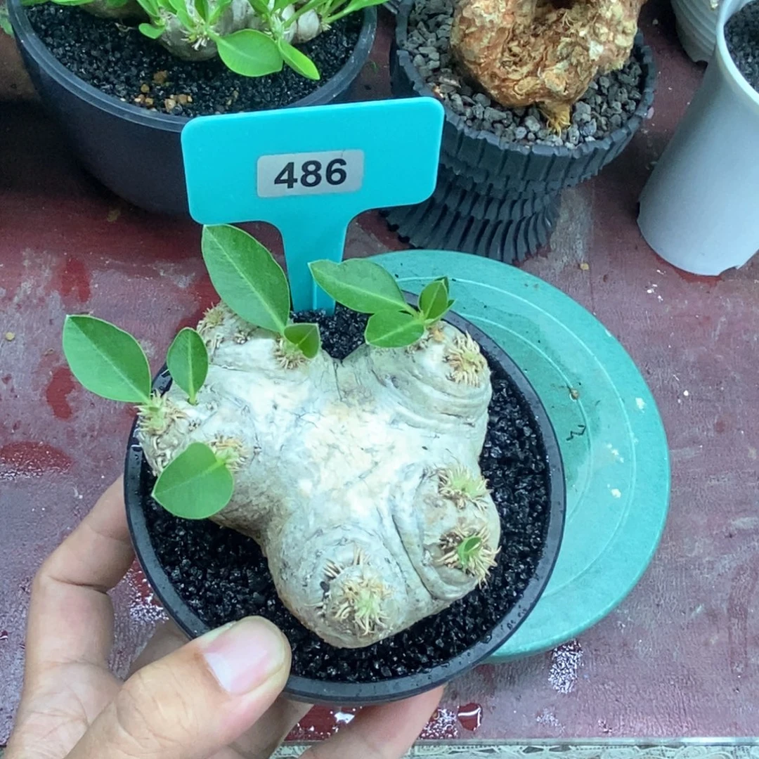产地惠比须笑多肉植物